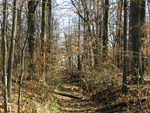 woods